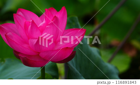 紫紅色のハスの花は青菱紅蓮 116891843