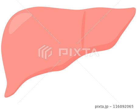 肝臓 肝臓 116892065