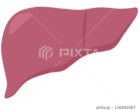 肝臓 116892067