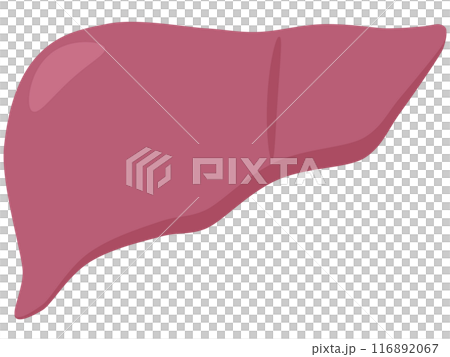 肝 116892067