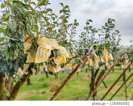 果物畑 116892082