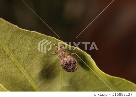 生き物　昆虫　チビヒョウタンゾウムシ、六月の雑木林。地面近くの木の葉の上にいました 116892127