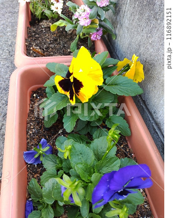 パンジー2 パンジー2 116892151