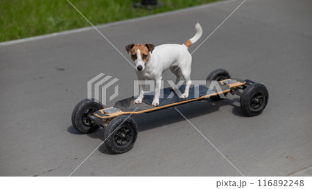 A Jack Russell Terrier dog rides an electric longboard. A Jack Russell Terrier dog rides an electric longboard. 116892248