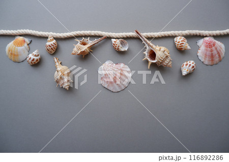貝殻のデコレーション背景、夏のトロピカルイメージ背景 116892286