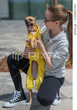 A young Caucasian woman in a jacket walks with a small dog in overalls. Russian toy terrier stands on its hind legs. Vertical photo. A young Caucasian woman in a jacket walks with a small dog in overalls. Russian toy terrier stands on its hind legs. Vertical photo. 116892307