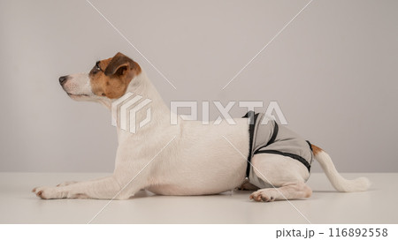 Cute Jack Russell Terrier dog wearing menstrual panties on a white background. Reusable diaper. Cute Jack Russell Terrier dog wearing menstrual panties on a white background. Reusable diaper. 116892558
