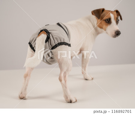 Cute Jack Russell Terrier dog wearing menstrual panties on a white background. Reusable diaper. 116892701