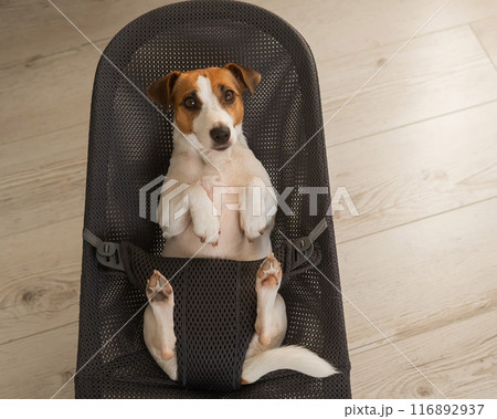 A Jack Russell Terrier dog lies in a children's lounge chair. 116892937