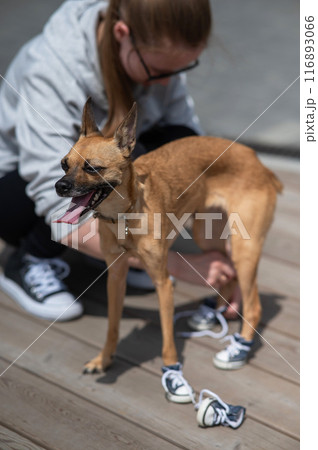 Young Caucasian woman puts her Russian Toy Terrier dog in sneakers. Vertical photo.  116893066