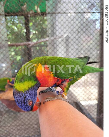 手に乗るインコ 116893068