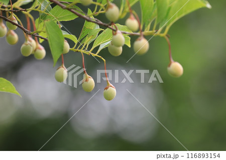 エゴの実 116893154