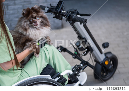 A woman in a wheelchair with a hand-control assist device carries a Spitz merle dog. Electric handbike.  116893211