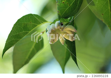 エゴの実 エゴの実 116893228