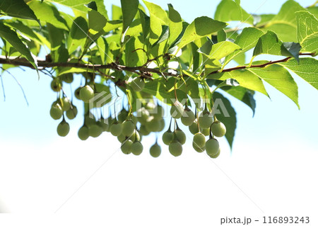 エゴの実 116893243