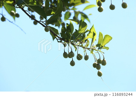 エゴの実 エゴの実 116893244