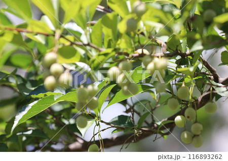 エゴの実 エゴの実 116893262