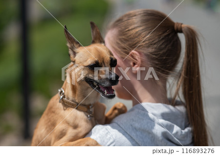 Young Caucasian woman walking with her Russian Toy Terrier dog.  116893276