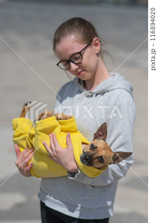 A young Caucasian woman holds a small dog in her hands in a yellow jumpsuit. Vertical photo. A young Caucasian woman holds a small dog in her hands in a yellow jumpsuit. Vertical photo. 116894020
