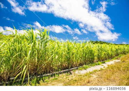 青空と風に揺れるさとうきび畑 116894036