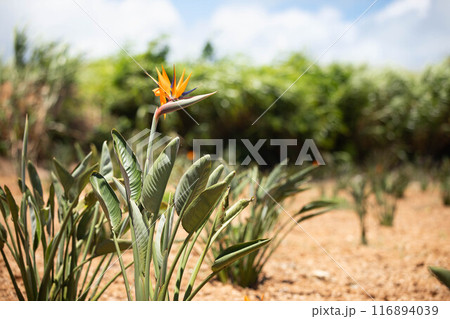 ストレリチア(極楽鳥花) 116894039