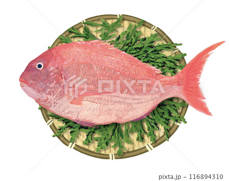 真鯛(ザル、ヒノキの葉付き) 真鯛(ザル、ヒノキの葉付き) 116894310