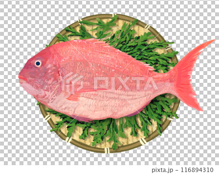 真鯛(ザル、ヒノキの葉付き) 真鯛(ザル、ヒノキの葉付き) 116894310