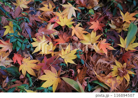 枯れ葉 116894507