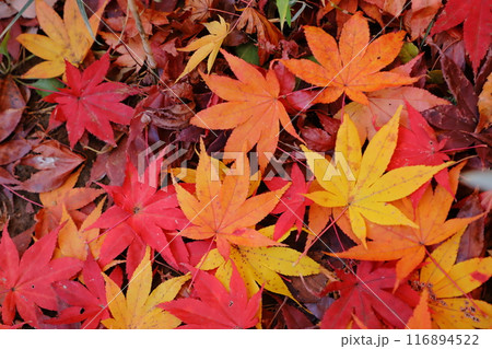 枯れ葉 116894522