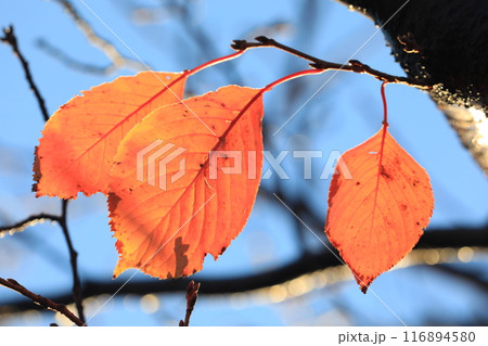 落ち葉 116894580