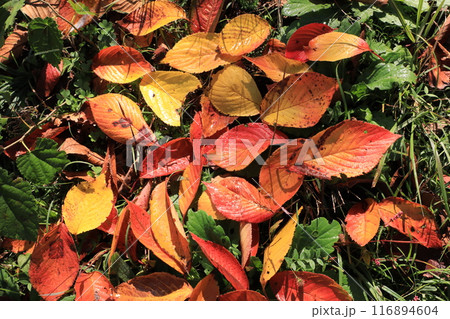 落ち葉 116894604