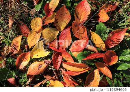 落ち葉 落ち葉 116894605