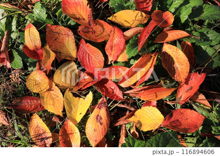落ち葉 落ち葉 116894606