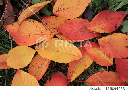落ち葉 116894628