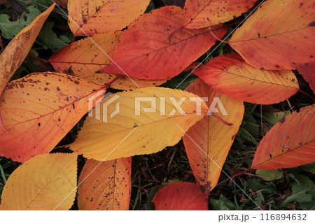 落ち葉 116894632