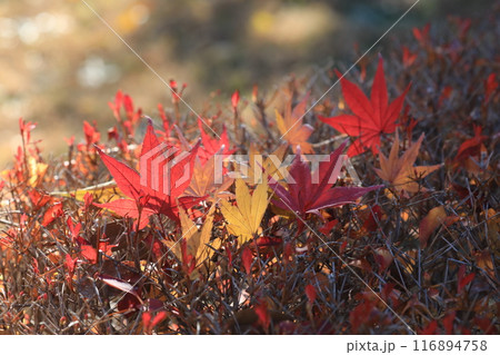 落ち葉 116894758