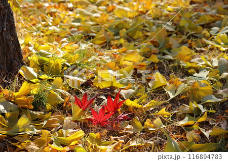 落ち葉 116894783