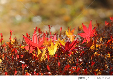 落ち葉 116894798