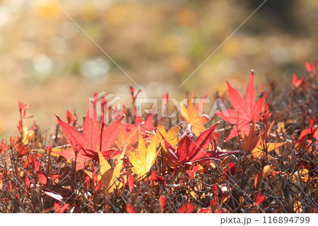落ち葉 116894799