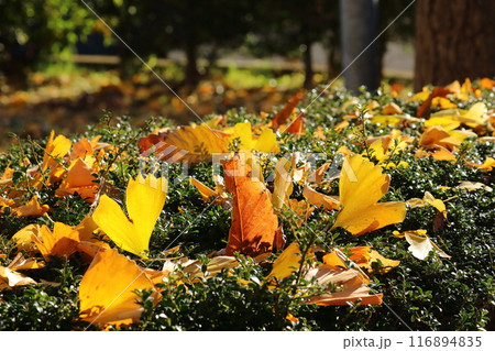 落ち葉 116894835