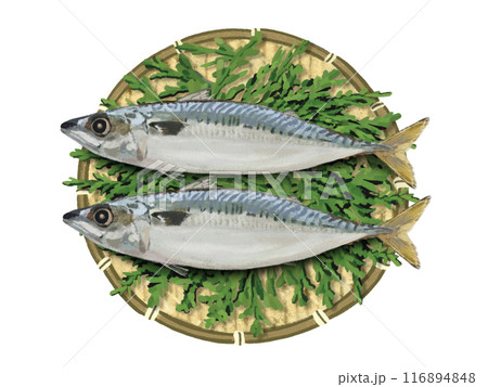 サバ2尾（ザル、檜の葉付き） 116894848