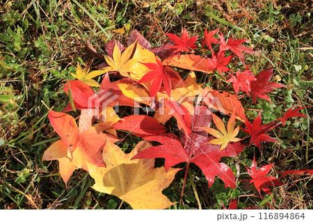 落ち葉 落ち葉 116894864