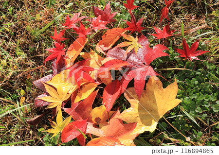 落ち葉 116894865