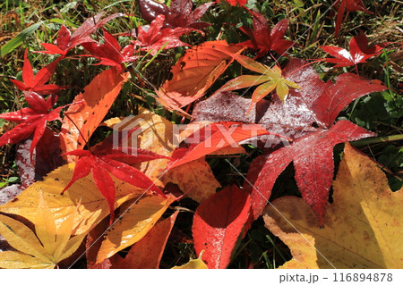 落ち葉 落ち葉 116894878