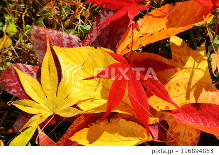 落ち葉 116894883