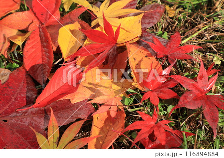 落ち葉 116894884