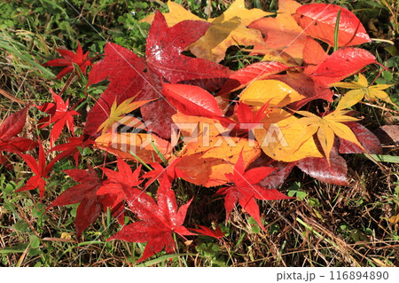 落ち葉 116894890