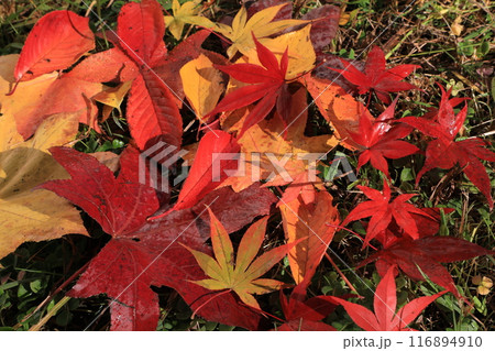 落ち葉 落ち葉 116894910