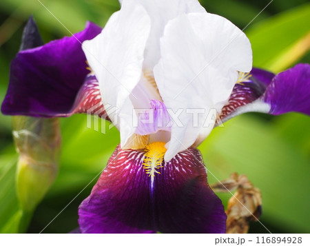ジャーマンアイリス 116894928