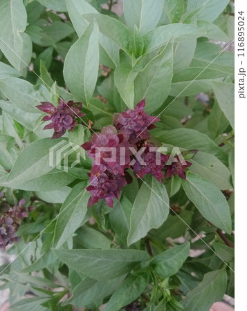 Green tree leaves in sunlight, sunny spring day in the park Sun rays shines through forest trees,nature of green leaf in garden at summer,sunlight spring summer concept nature background. 116895024